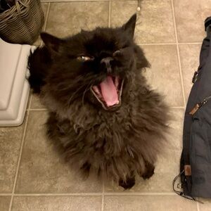 Meet your Posher, Pamela